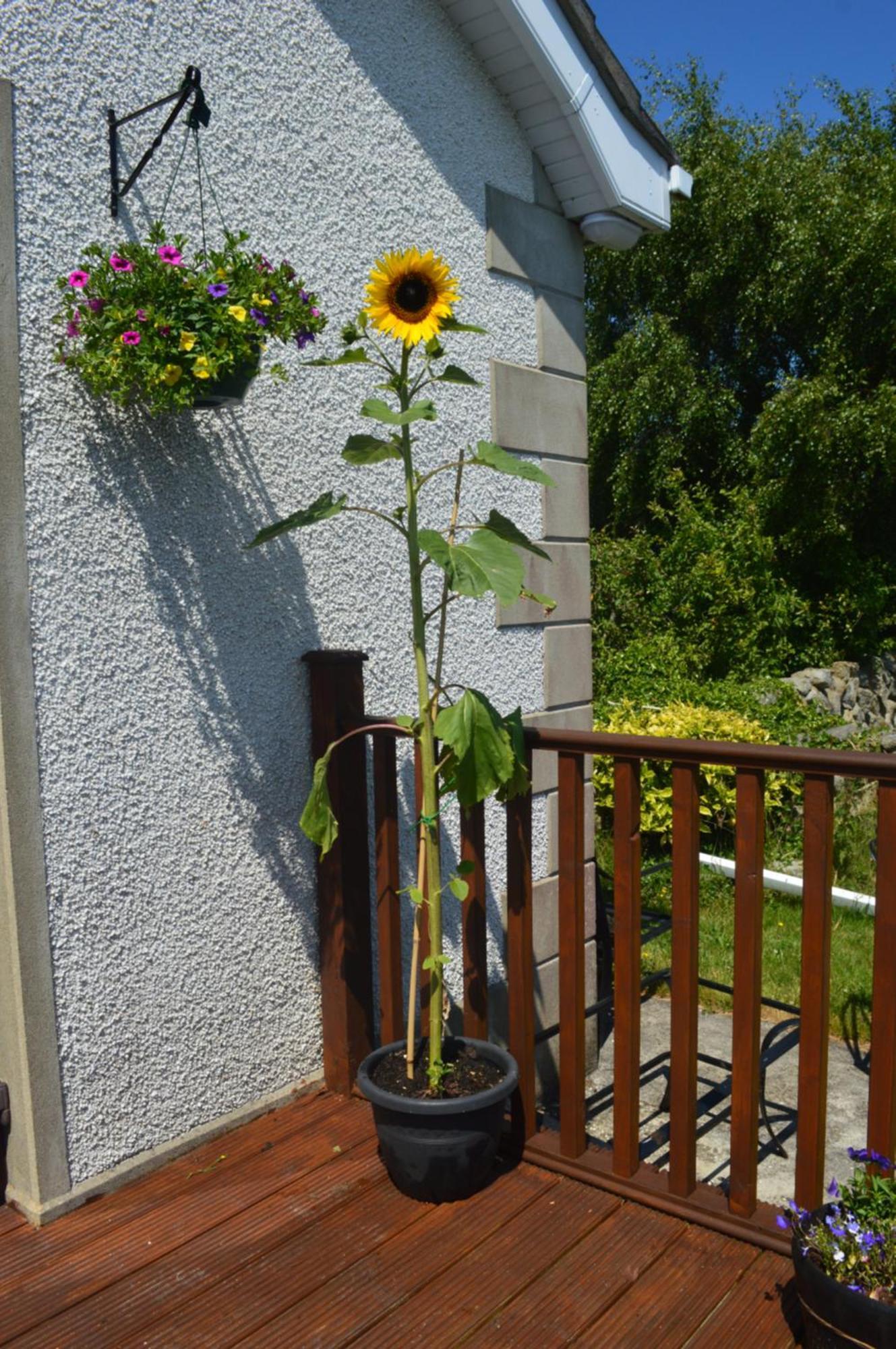 Carrick Cove Self Contained Accomodation With Private Decking Annalong Eksteriør billede